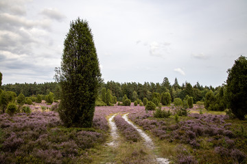 Obraz premium Lüneburger Heide, Heideblühte 