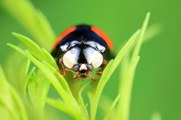 ladybug on green leaves, North China