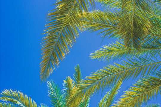 palm leaves tropic nature foliage vivid colorful bright summer time scenic view picture on blue sky background space