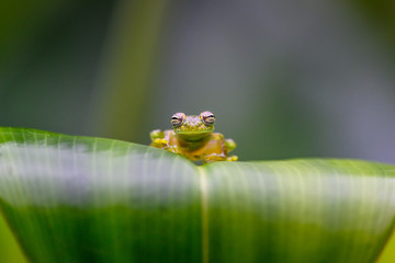 Teratohyla spinosa glass frog (spiny cochran frog) of the family of centrolenidae on a green leaf in the jungle of Costa Rica. Found in the jungle of Tortuguero national park.