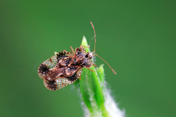 Stink bug on green leaves, North China