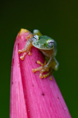 Teratohyla spinosa glass frog (spiny cochran frog) of the family of centrolenidae on a green leaf in the jungle of Costa Rica. Found in the jungle of Tortuguero national park.