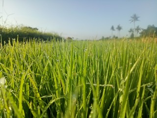 paddy crops in the morning with dew and very cold air illuminated by the morning sun