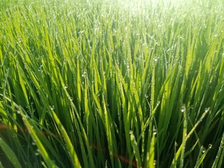paddy crops in the morning with dew and very cold air illuminated by the morning sun