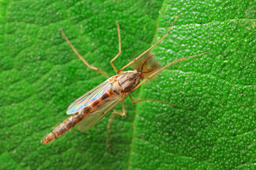 mosquitoes insect on green leaves, North China