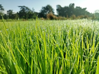 paddy crops in the morning with dew and very cold air illuminated by the morning sun