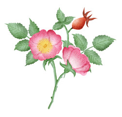 Fototapeta premium Hand drawn isolated wild rose flowers and rose hip berries. Rose hip illustration. Wild roses flowers. Botanical illustration. Floral arrangement. 
