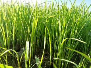 paddy crops in the morning with dew and very cold air illuminated by the morning sun