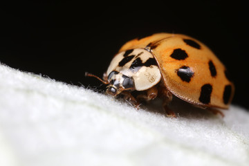 ladybug on green leaves, North China