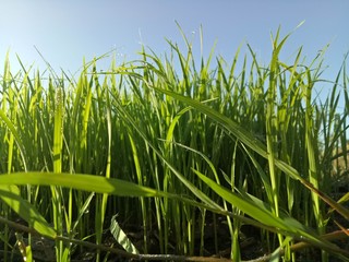 paddy crops in the morning with dew and very cold air illuminated by the morning sun