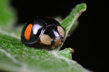ladybug on green leaves, North China