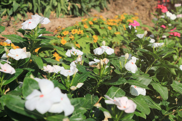 Catharanthus roseus in the garden