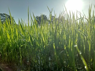 paddy crops in the morning with dew and very cold air illuminated by the morning sun