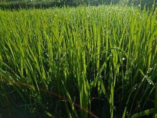 paddy crops in the morning with dew and very cold air illuminated by the morning sun