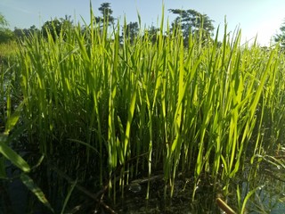 paddy crops in the morning with dew and very cold air illuminated by the morning sun
