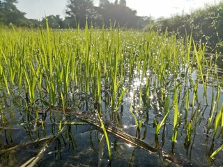 Obraz premium paddy crops in the morning with dew and very cold air illuminated by the morning sun