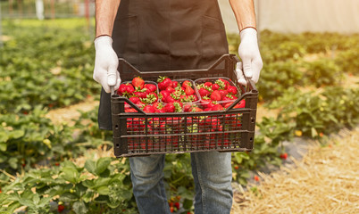 Crop man harvesting strawberries on farm