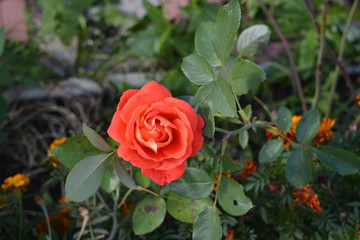  Coral rose in green foliage.