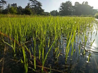 paddy crops in the morning with dew and very cold air illuminated by the morning sun