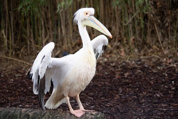 Gran pelícano africano posando mirando de frente