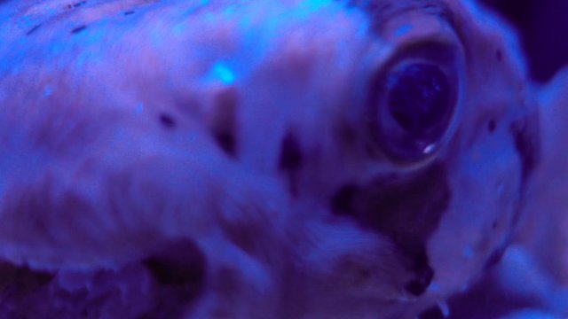 Fugue fish or dog fish in the aquatic environment