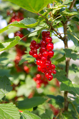 Red currants in the summer garden. Garden background.