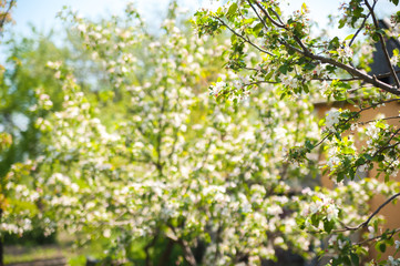 Fototapeta premium Spring banner of blooming trees. Natural background of spring flowering trees close-up and copy space.