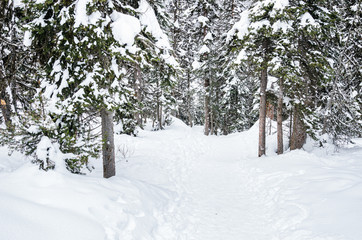 Empty forest path covered in deep snow in the mountains