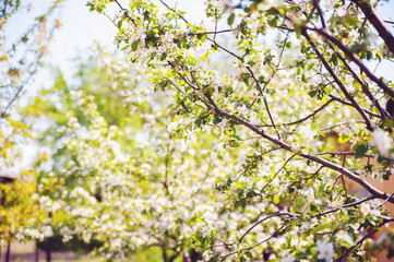 Spring banner of blooming trees. Natural background of spring flowering trees close-up and copy space.