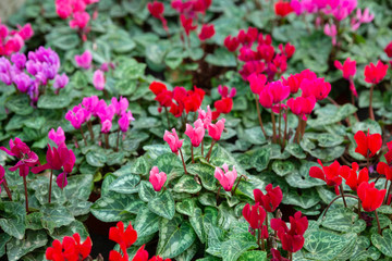 Cyclamen blossoming in greenhouse