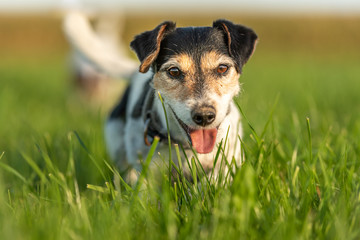 Cute small Jack Russell Terrier 10 years old. Portrait of a dog outdoor in nature in the season...