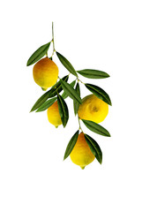 Illustration of lemons branch.