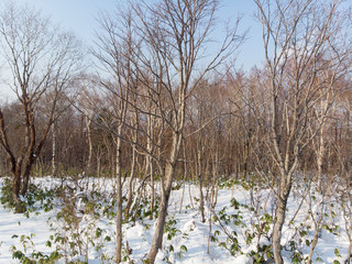 Trees which dropped all of their leaves in early winter in Hokkaido, Japan