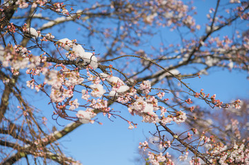 雪と桜の花