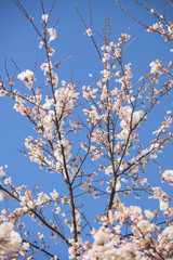 雪と桜の花