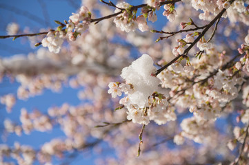 雪と桜の花