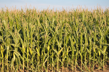 In the field on the background of the sky corn grows