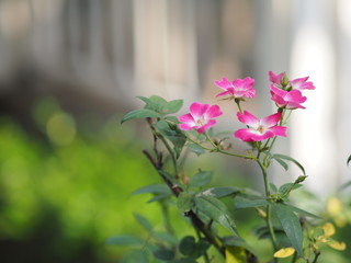 Obraz premium Pink color rose flower blooming in garden nature background