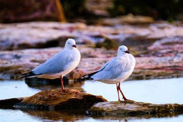 Australia Birds and Animals