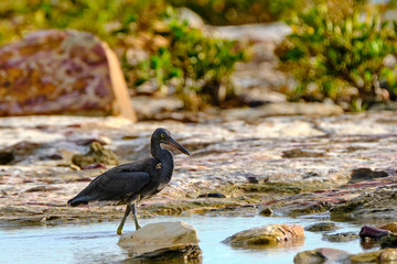 Australia Birds and Animals