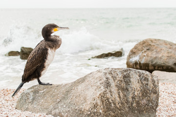 Lone cormorant with yellow five on beak stands on rock. Wild animal on sea bitch. Copy space. Bird Phalacrocorax of the Azov Sea. Ukraine