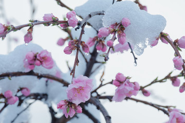 雪と桜の花
