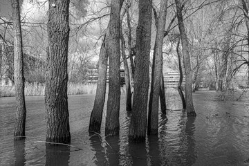 Trees which wold normally stand on dry land have their bases submerged  due to the lake they stand...