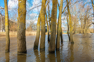 Trees which wold normally stand on dry land have their bases submerged  due to the lake they stand...