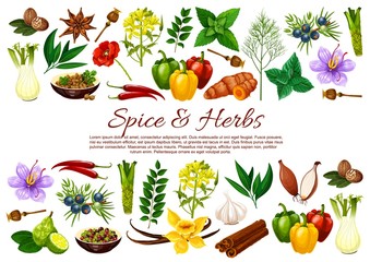 Spice and herb food seasonings vector banner with borders of vegetable and plant condiments. Chilli, mint and cinnamon, vanilla, garlic and onion, nutmeg, anise and bay leaves, saffron, turmeric, dill