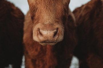 Cute detail of the brown cow's wet nose with drops of water from melting snow during the freezing...