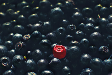 red berry on a blueberry background. one berry is different color. a lot of blueberries. one is not like everyone