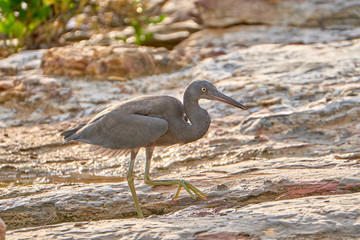 Australia Birds and Animals