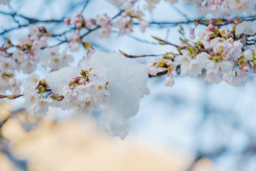 雪と桜の花