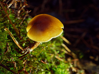Little yellow mushroom in the forest. Top view, close up.
